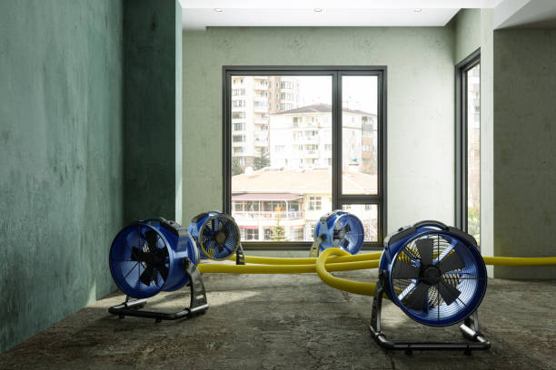 Best Professional water damage repair  in Sorrento, LA